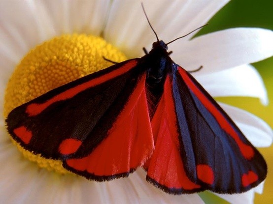 Photo:  cinnabar moth